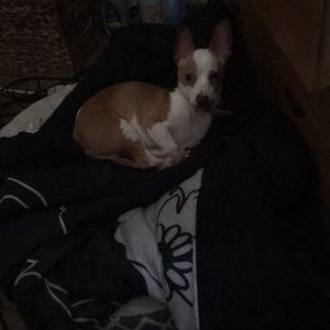 Meet your Posher, Reva